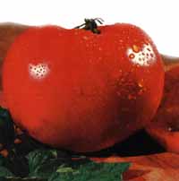 Tomato